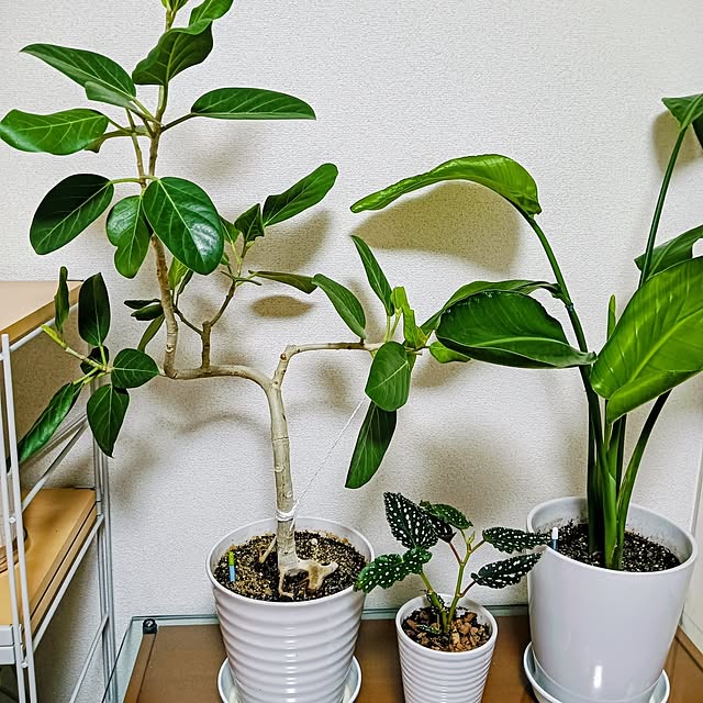 hanachanさんの部屋