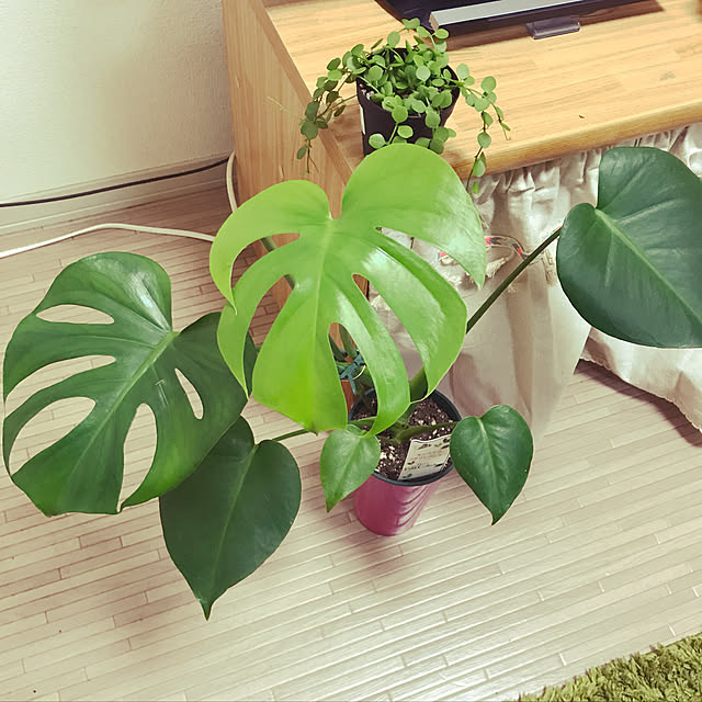pieさんの実例写真