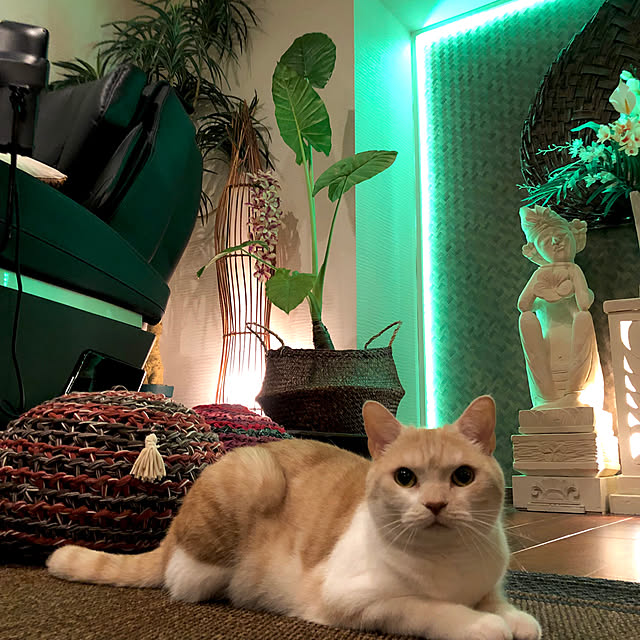 aiaiさんの実例写真