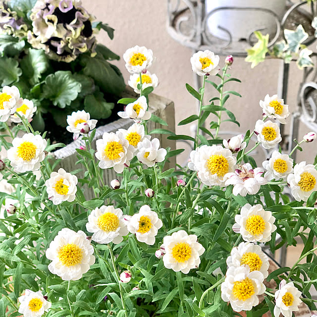 cocoさんの部屋