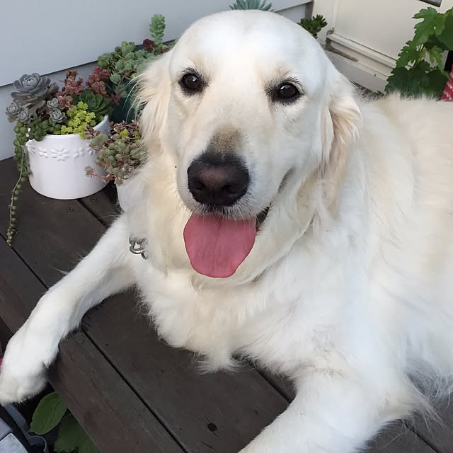 angeさんの実例写真