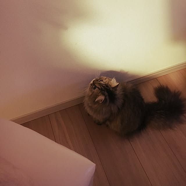 musicsukiさんの実例写真