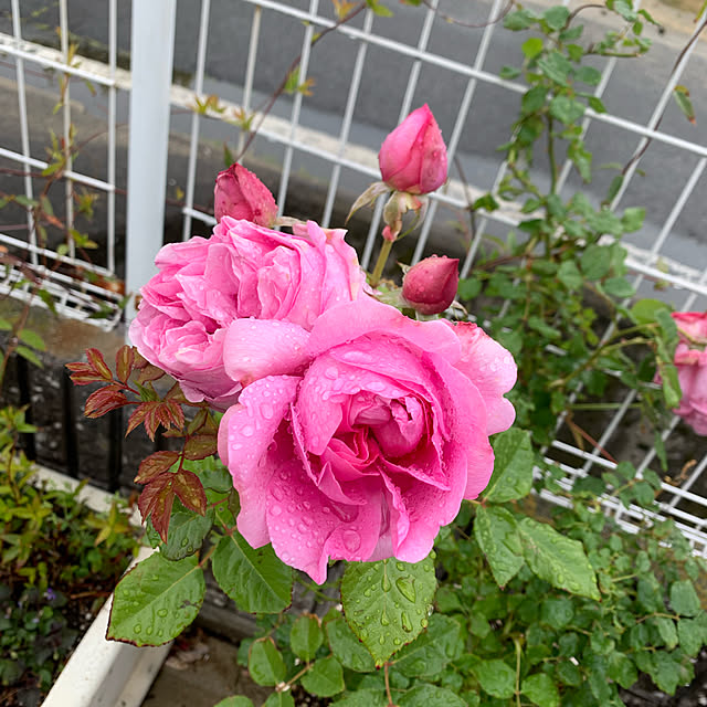 AYUKOさんの実例写真