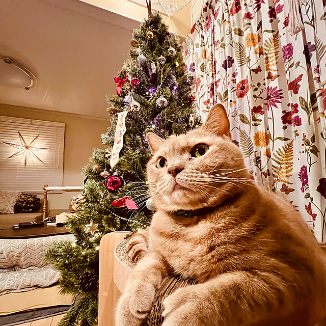 nekozo328さんの実例写真