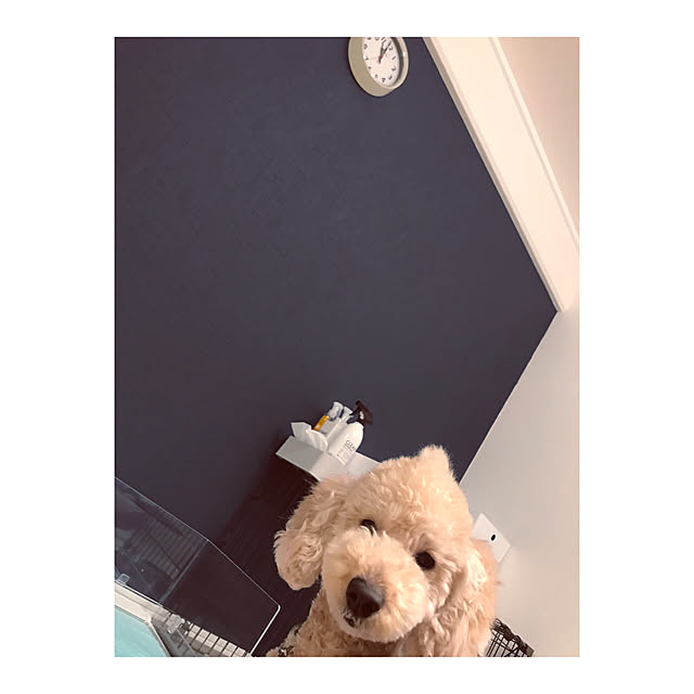 YOOOKOさんの実例写真
