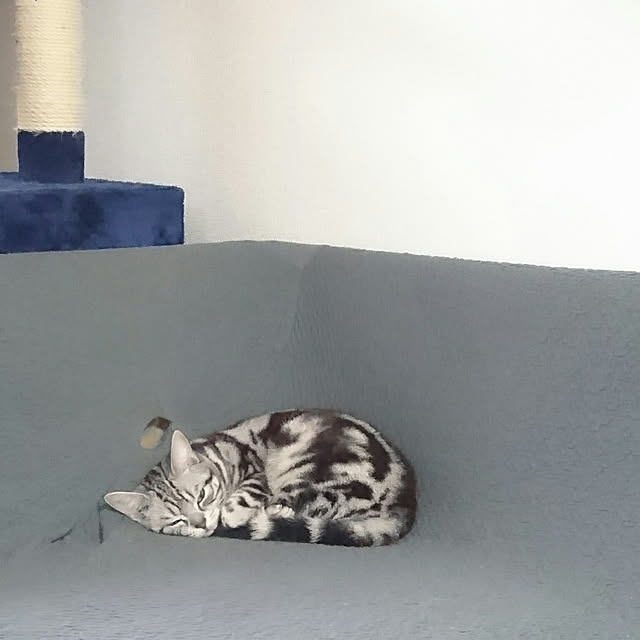 CatClipさんの実例写真