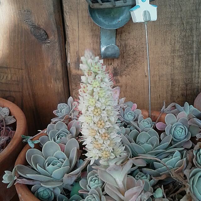 383junkさんの実例写真