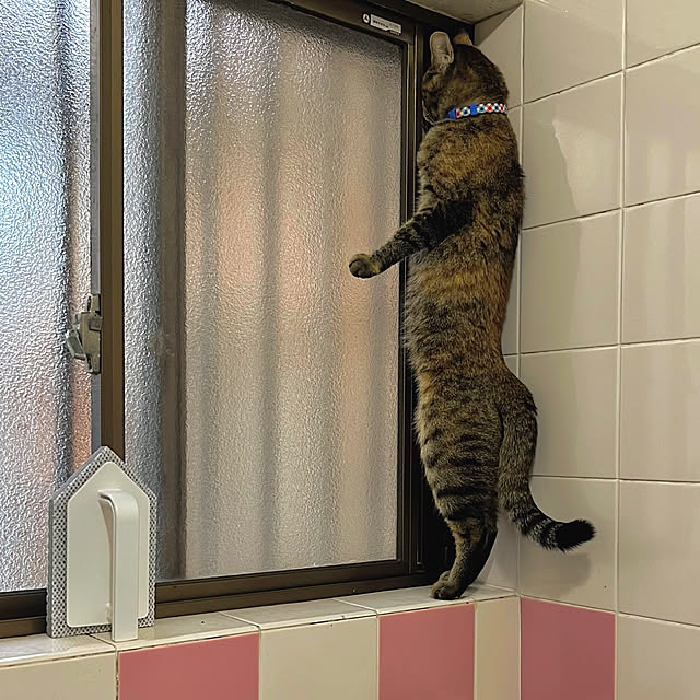 mohhaさんの実例写真