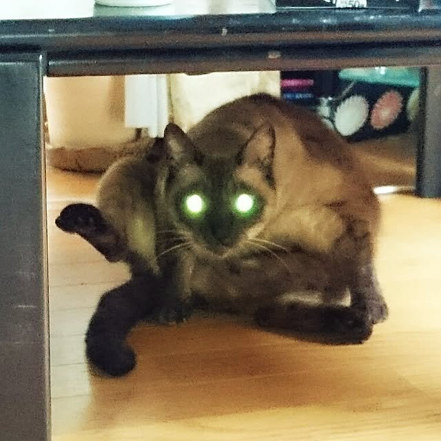 kirikoさんの実例写真