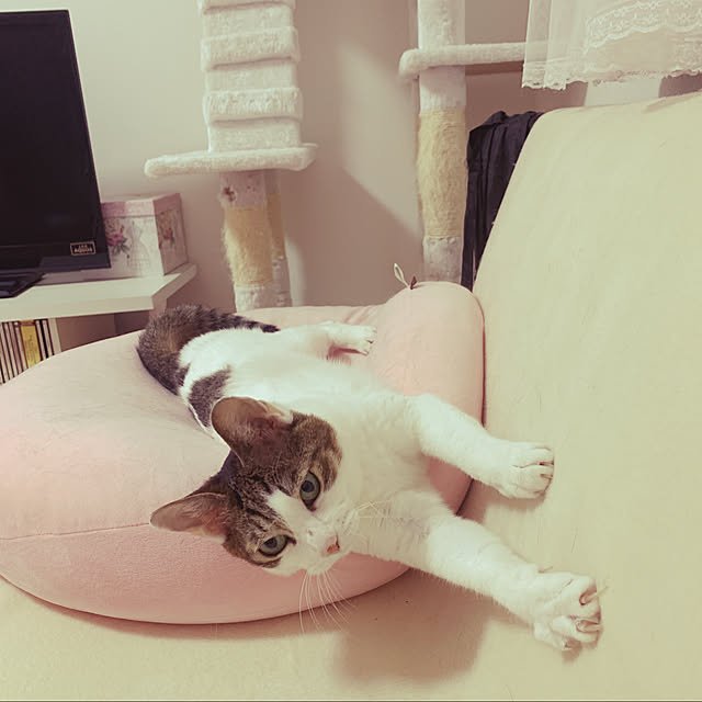 ascさんの実例写真