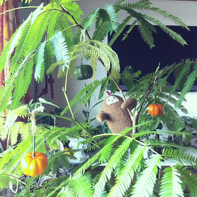 majoさんの実例写真