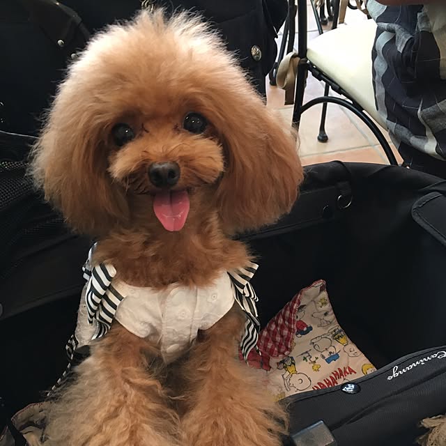 pinさんの実例写真