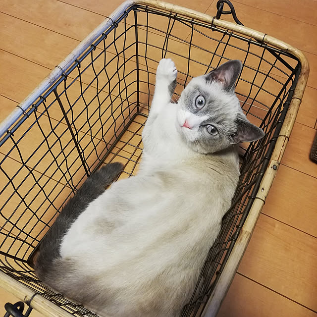 yukaringomushiさんの実例写真
