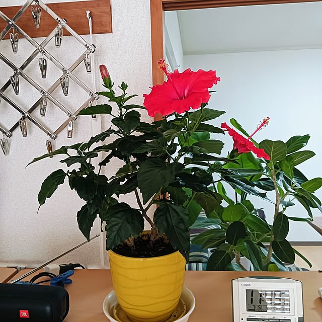 hanachanさんの部屋