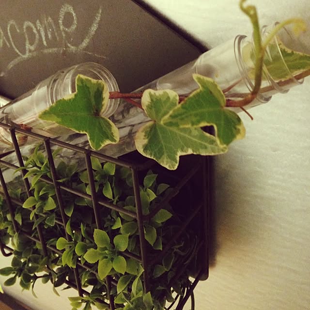 玄関/入り口/観葉植物/セリア/100均/雑貨のインテリア実例 - 2015-03-31 01:00:22