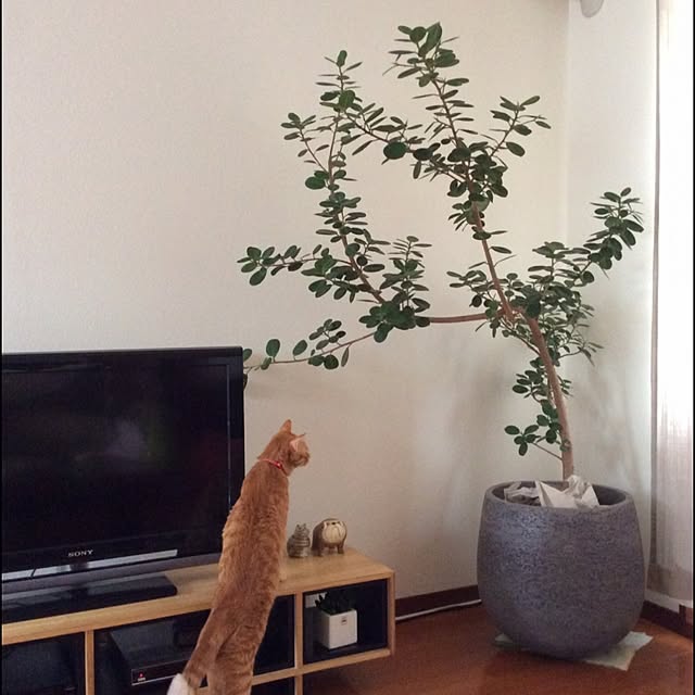 zun_0618さんの実例写真