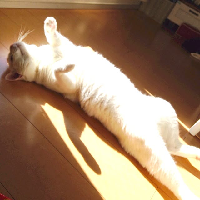 kaoさんの実例写真