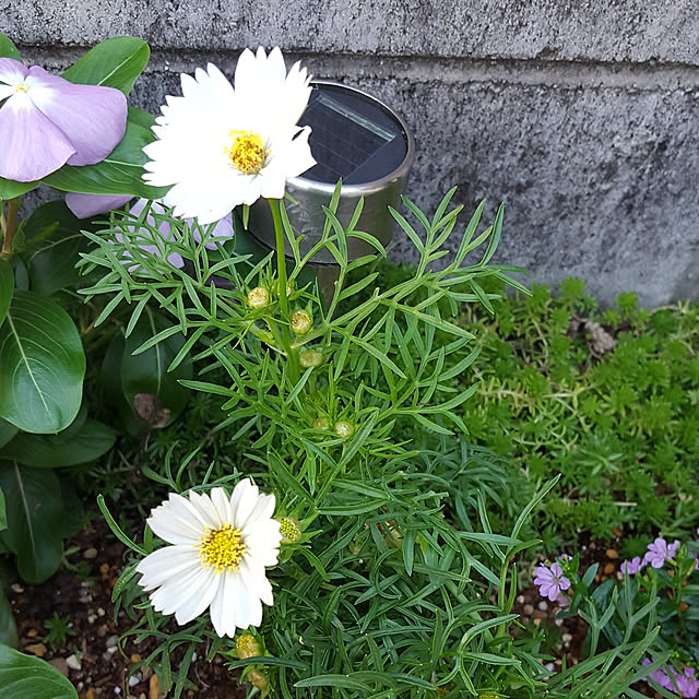 natyenaoさんの実例写真