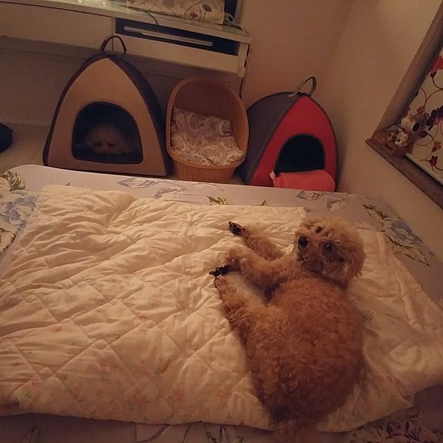 Karkeeさんの実例写真