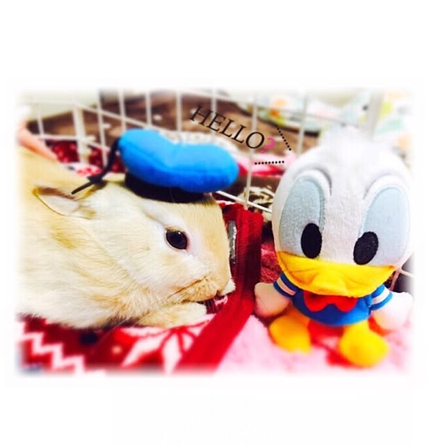 Rainさんの実例写真