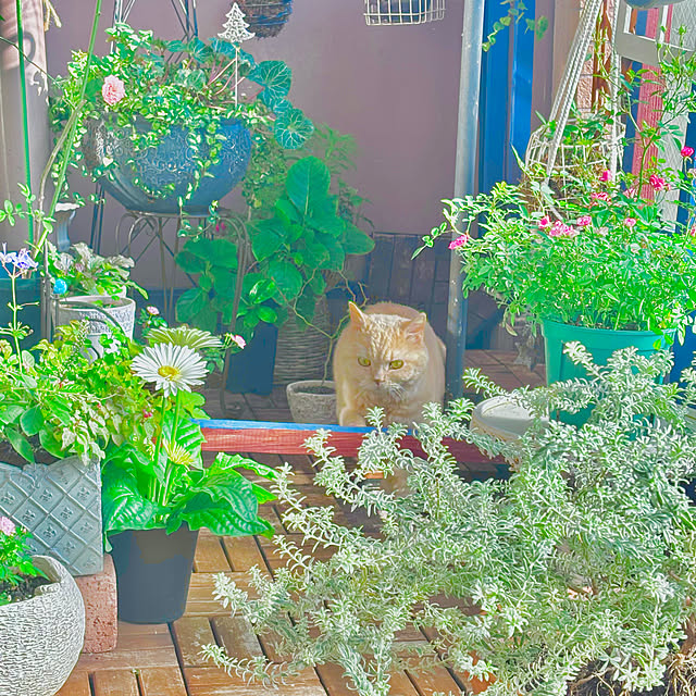 naokoさんの部屋