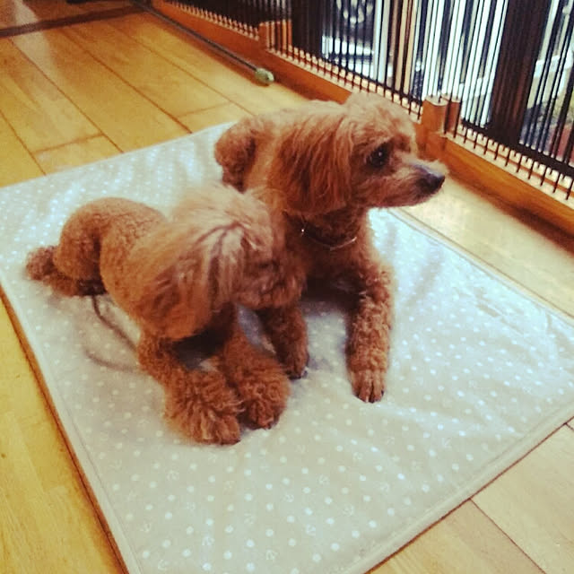 Riccaさんの実例写真