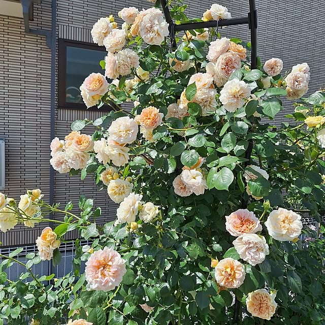 shiori.さんの部屋