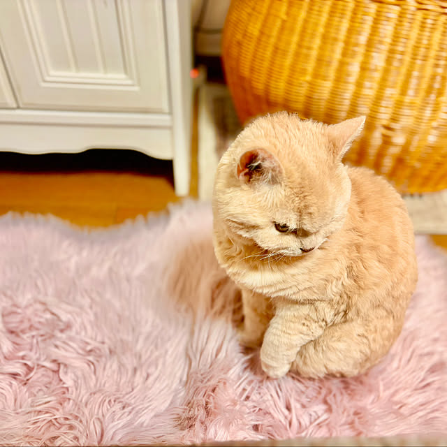 naokoさんの実例写真