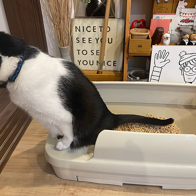 Youkoさんの実例写真