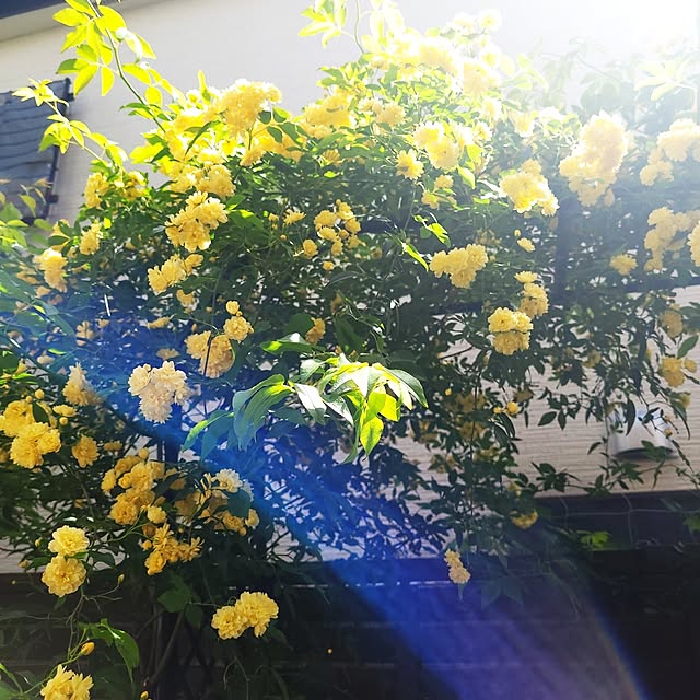 mimi828さんの実例写真