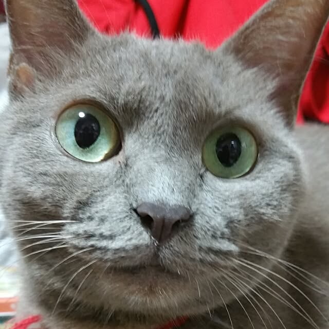 Yukikoさんの実例写真