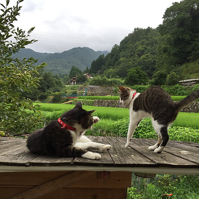 chamさんの実例写真