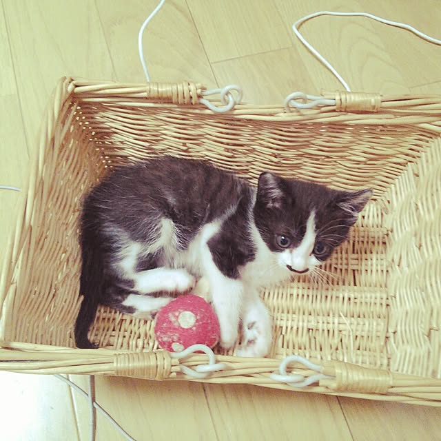 pouさんの実例写真