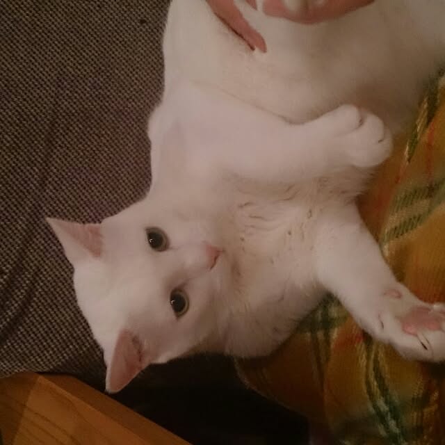 amifuuさんの実例写真