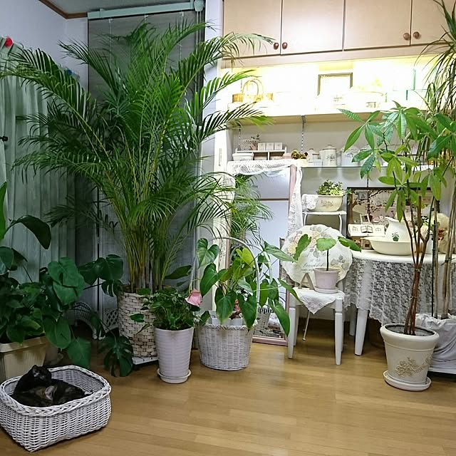 Ayuさんの実例写真