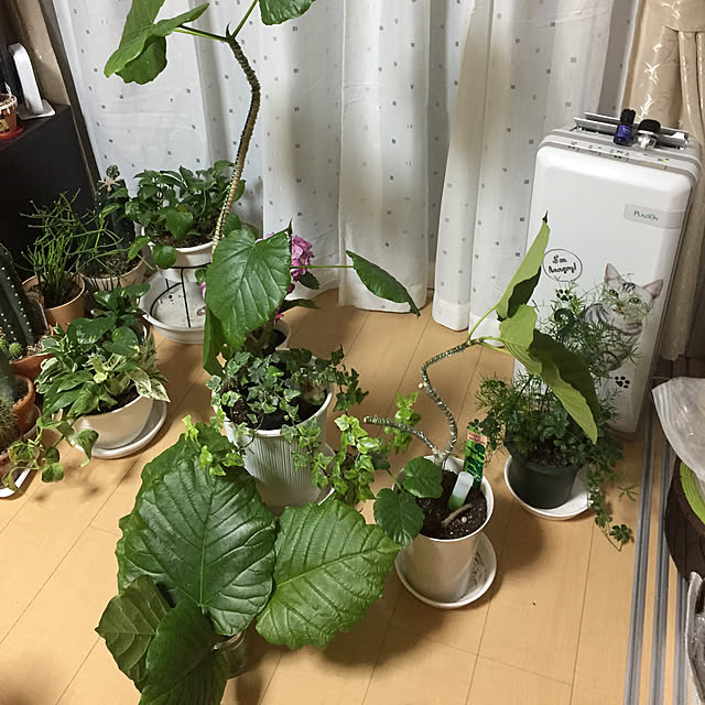 emiさんの実例写真