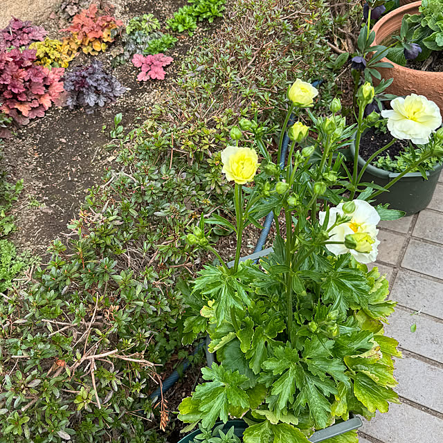 mamizaさんの部屋