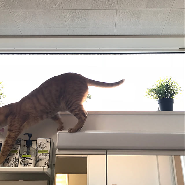 miyuさんの実例写真