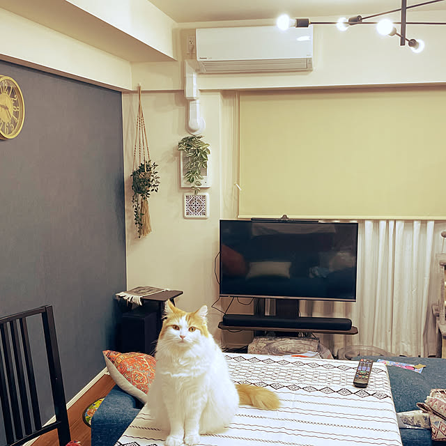 miumiu.303さんの実例写真