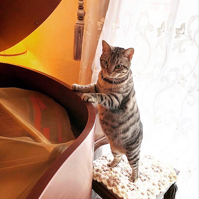 Limo_さんの実例写真