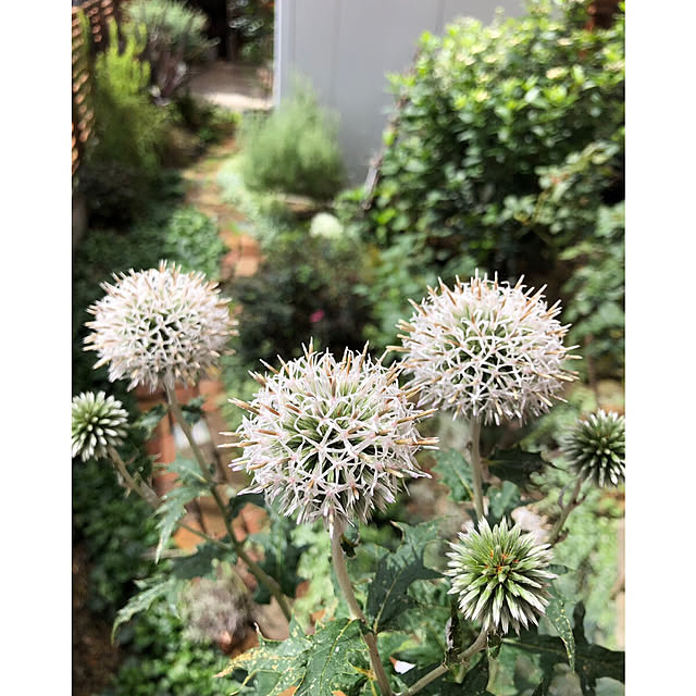 kyoko1124koさんの実例写真