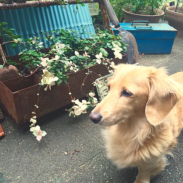 bibianさんの実例写真