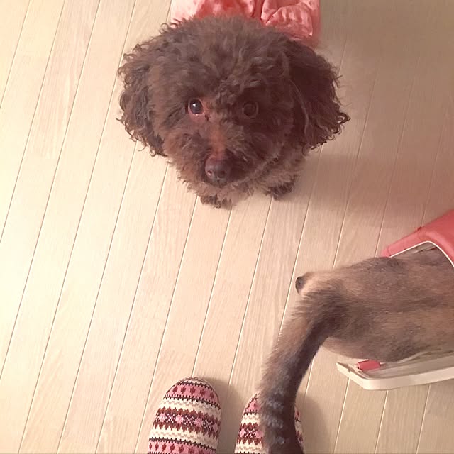 noelさんの実例写真