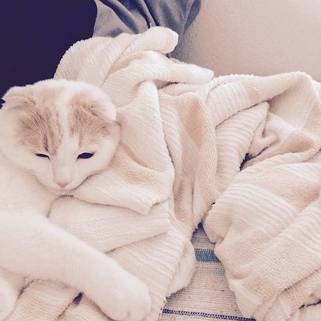 onojiijiさんの実例写真