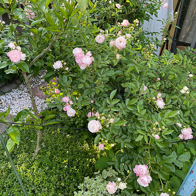 ronronさんの部屋