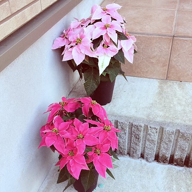 colorfulさんの実例写真