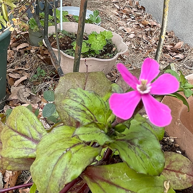 natsumiさんの部屋