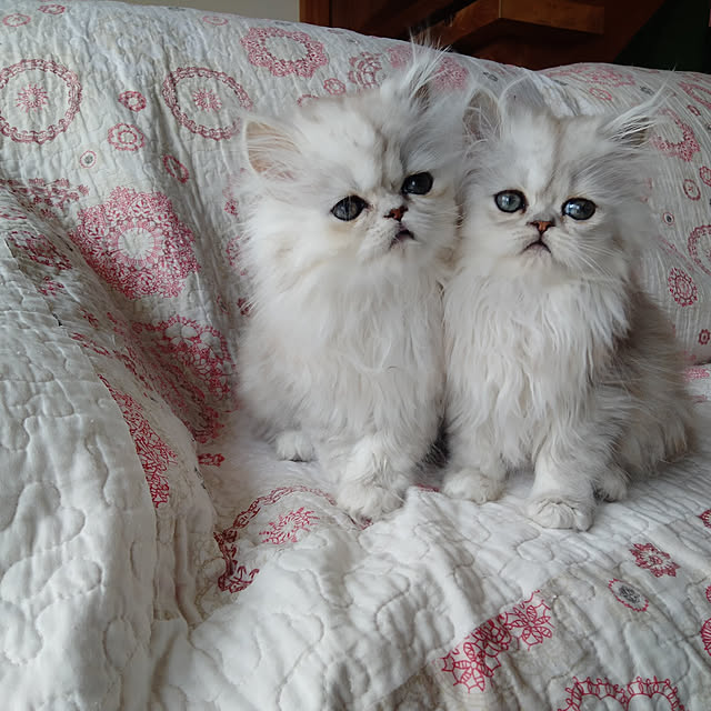 makaronさんの実例写真