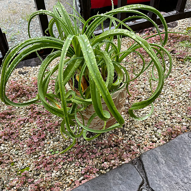 shin0719さんの実例写真