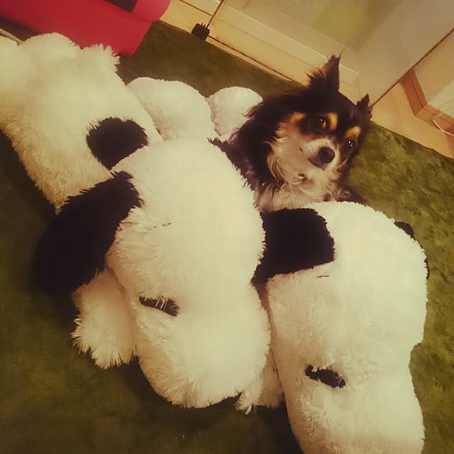 rinmarorinさんの実例写真